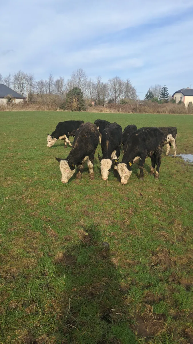 Hereford bullocks - Image 1
