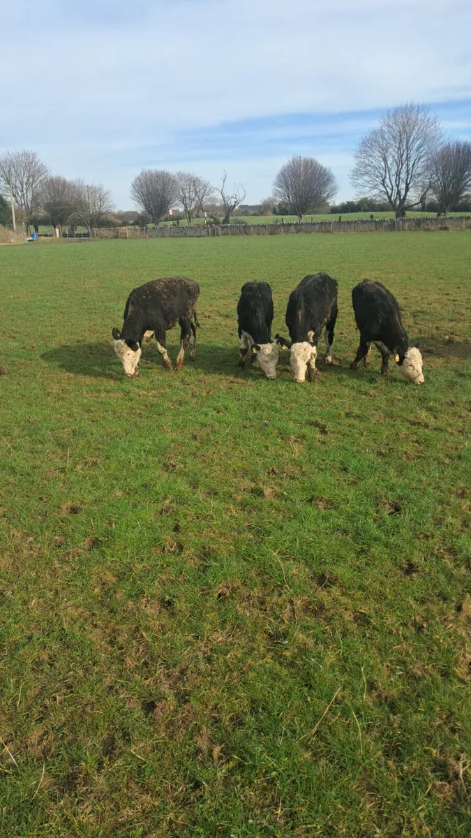 Hereford bullocks - Image 2