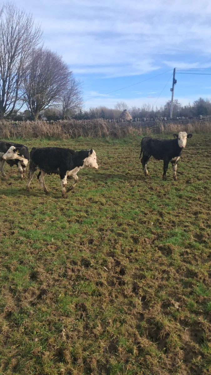 Hereford bullocks - Image 4