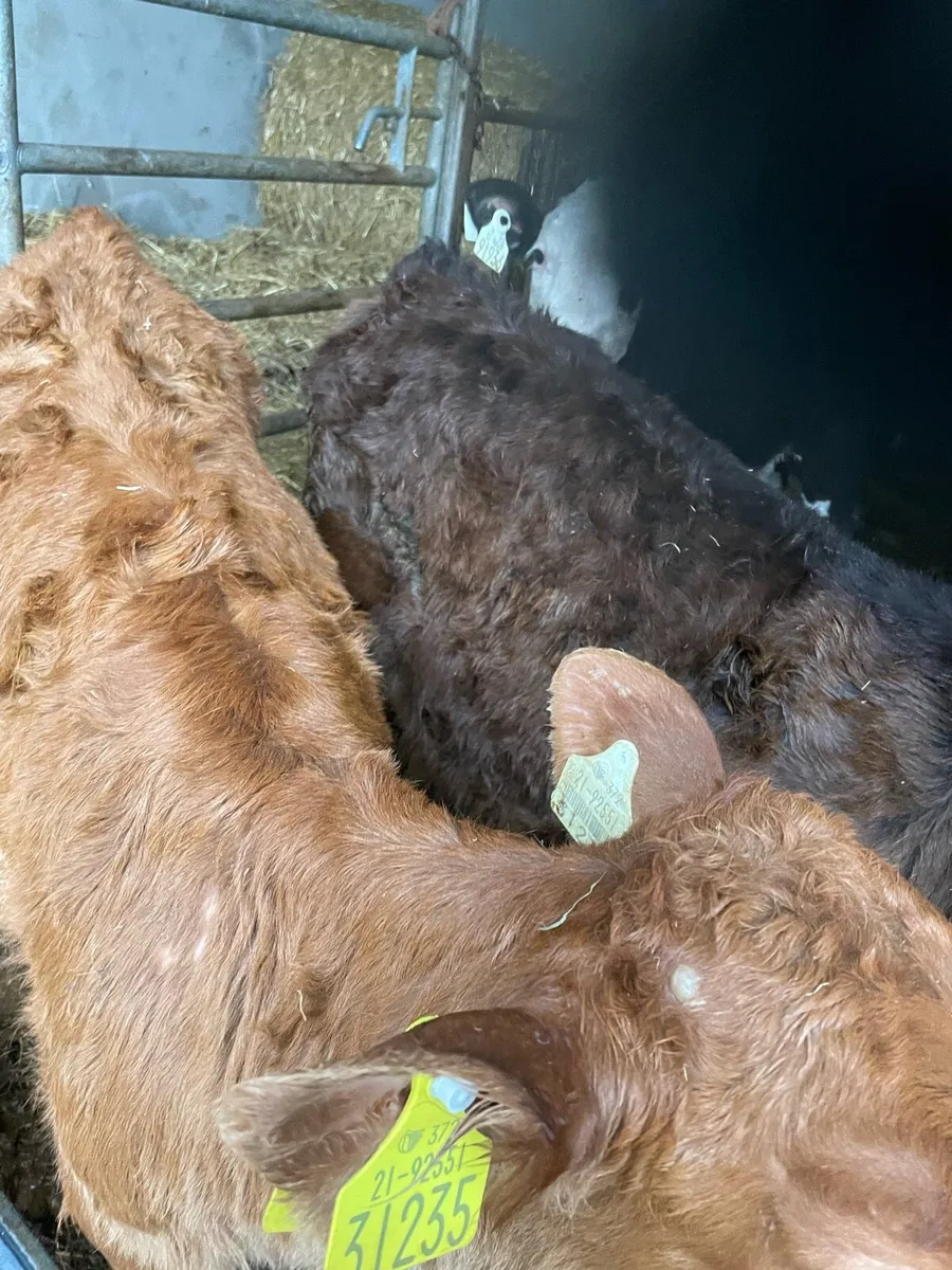 Calves - Image 1