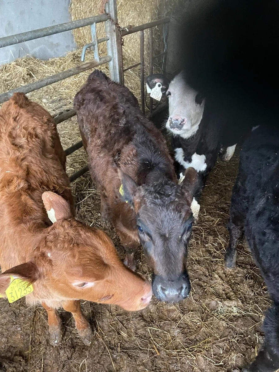 Calves - Image 2