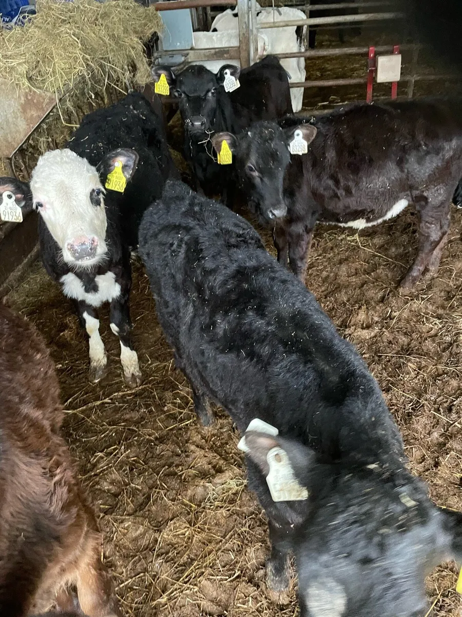 Calves - Image 3