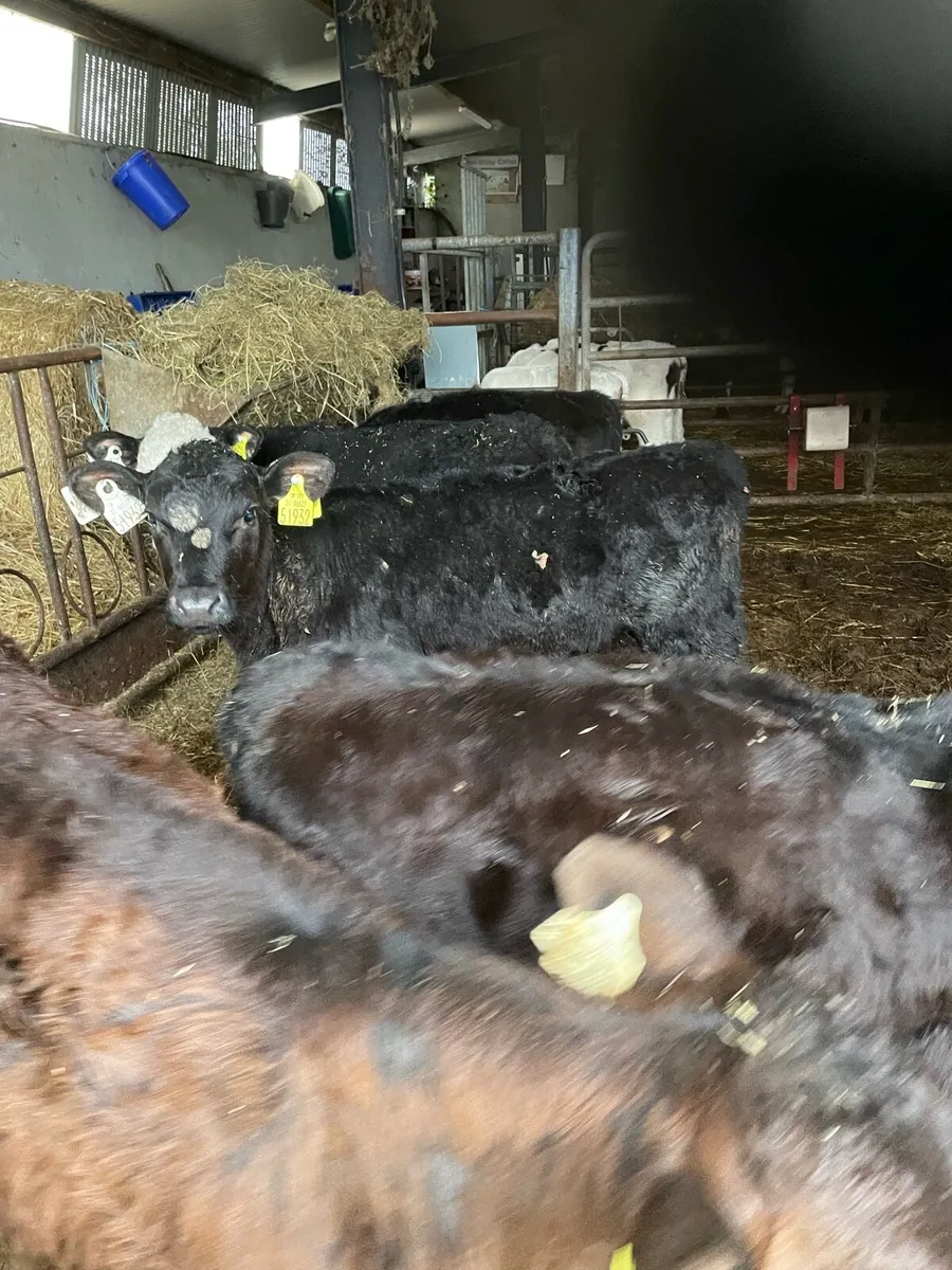 Calves - Image 4