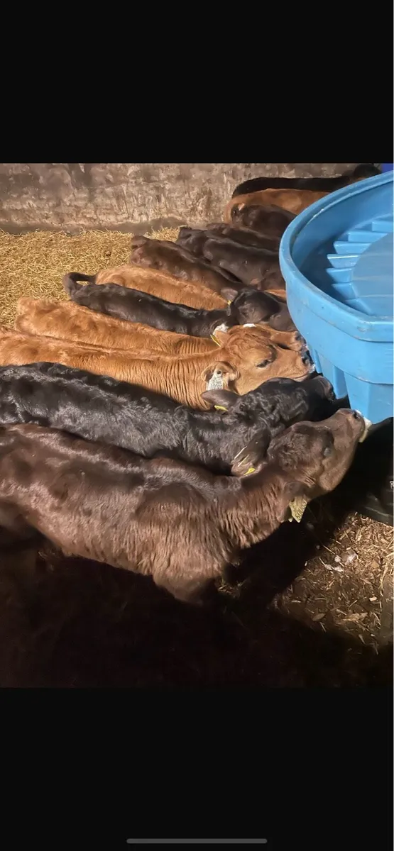 Bull calves - Image 2