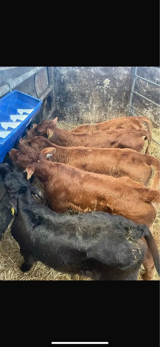 Bull calves - Image 3