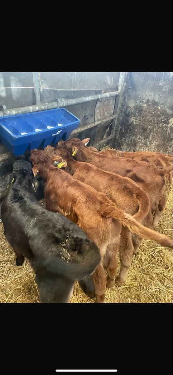 Bull calves - Image 4
