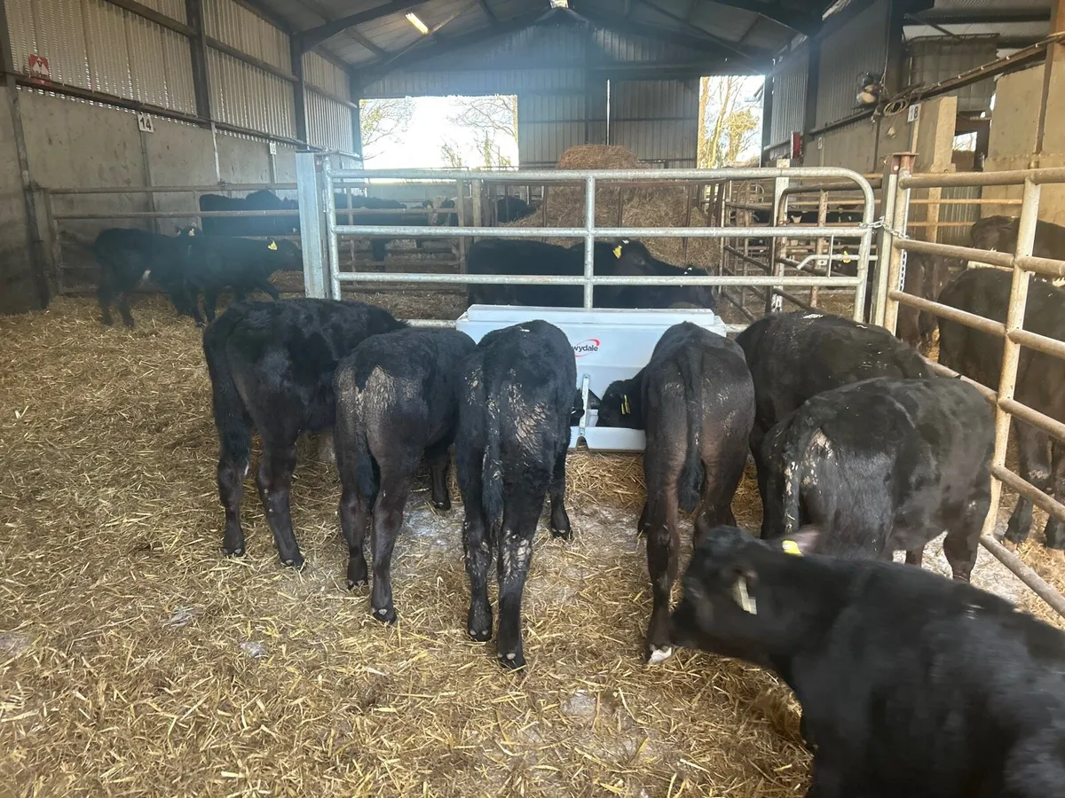 12 super  Angus bull runners - Image 1