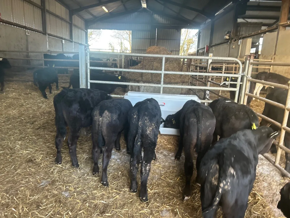 12 super  Angus bull runners - Image 2