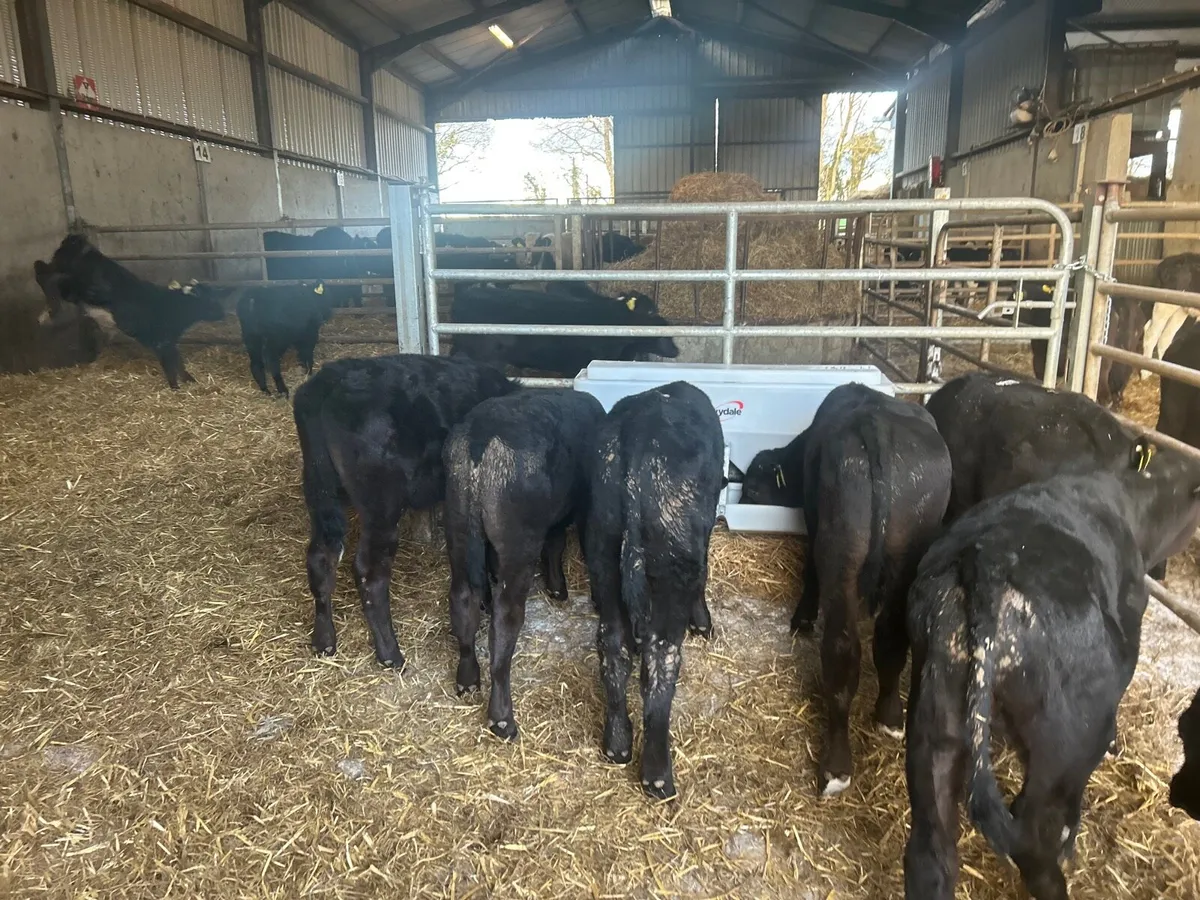 12 super  Angus bull runners - Image 3