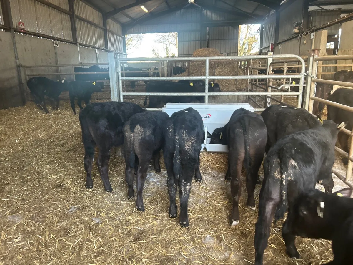 12 super  Angus bull runners - Image 4