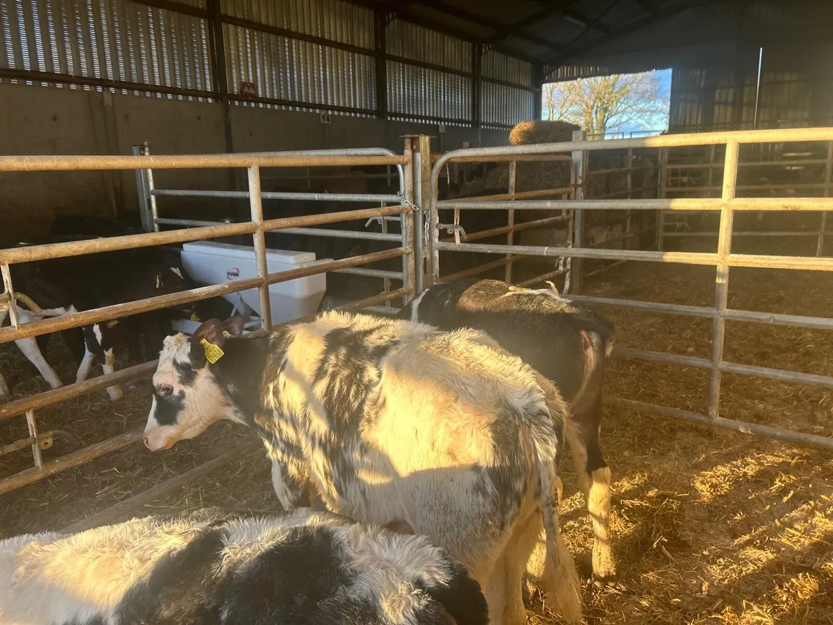3 super Belgian blue heifer runners - Image 1