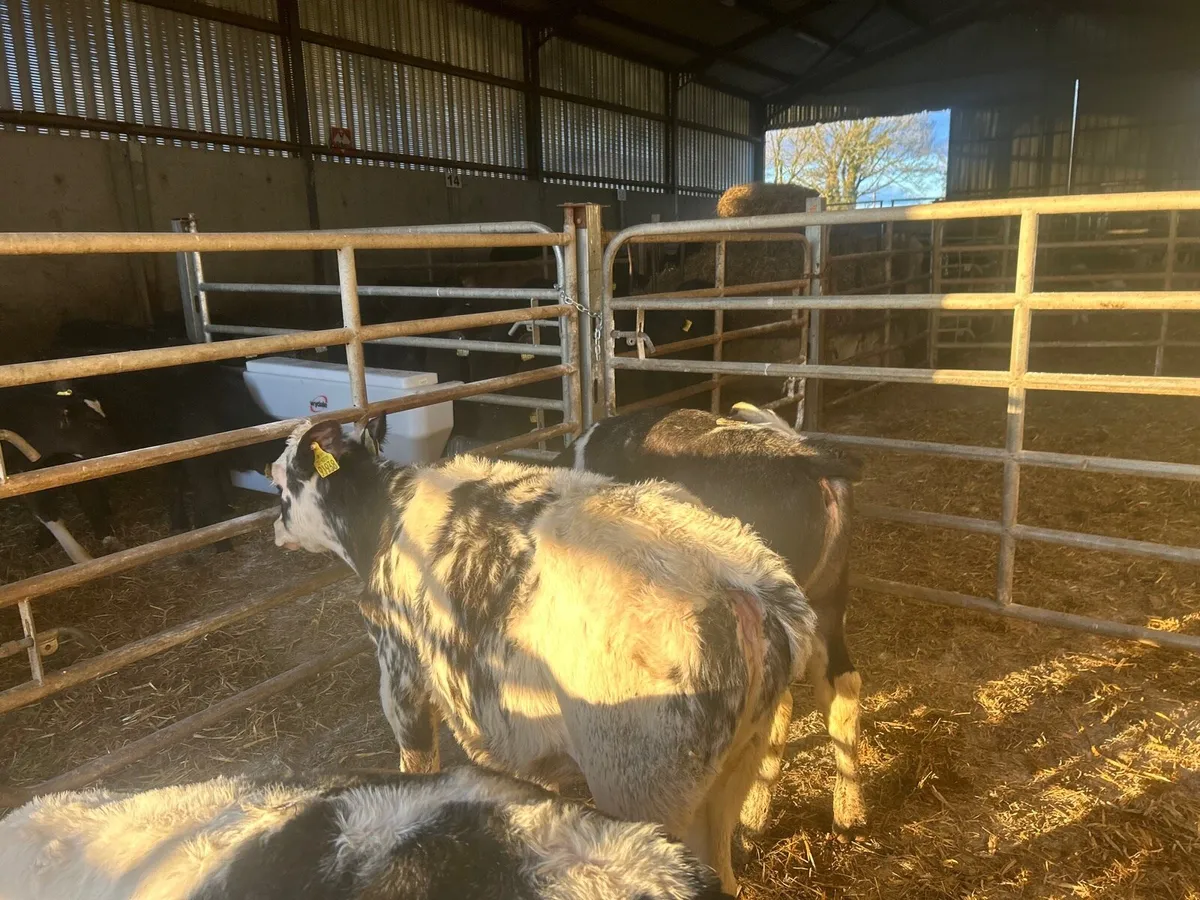 3 super Belgian blue heifer runners - Image 3