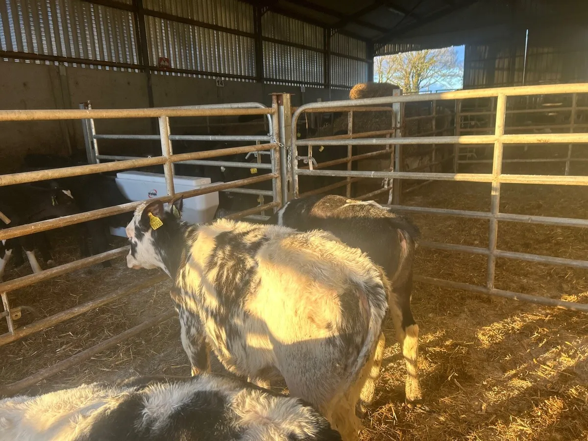 3 super Belgian blue heifer runners - Image 4