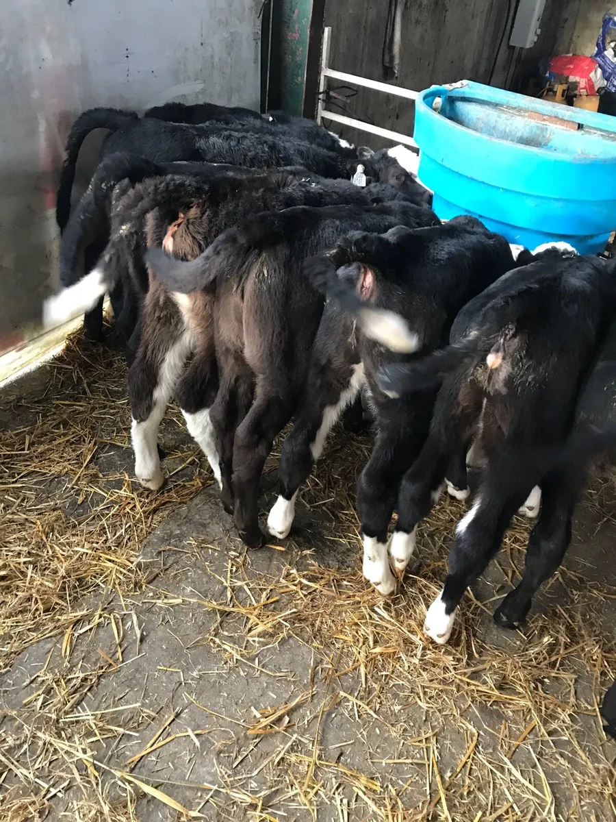 🌟SUPER STRONG HEIFER CALVES🌟 - Image 1