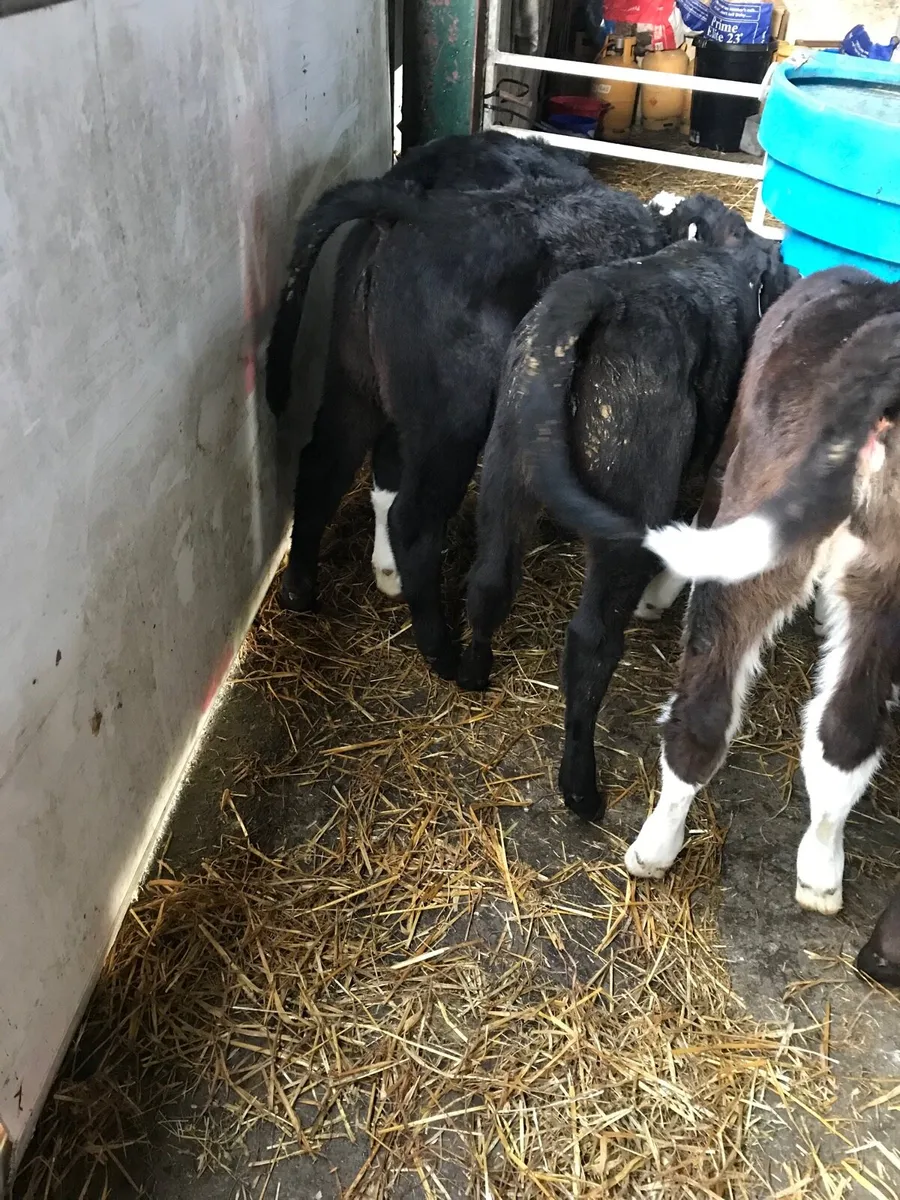 🌟SUPER STRONG HEIFER CALVES🌟 - Image 2