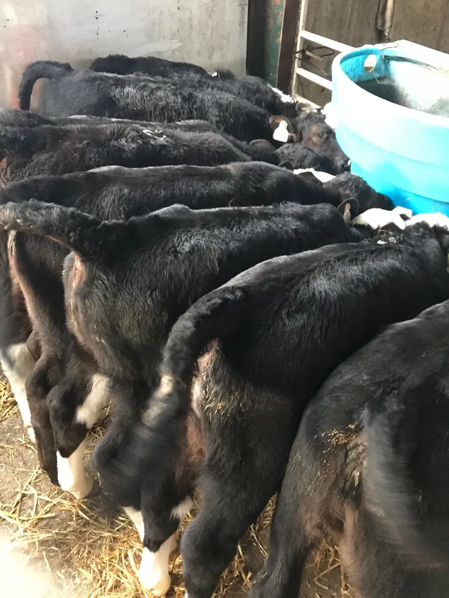 🌟SUPER STRONG HEIFER CALVES🌟 - Image 3