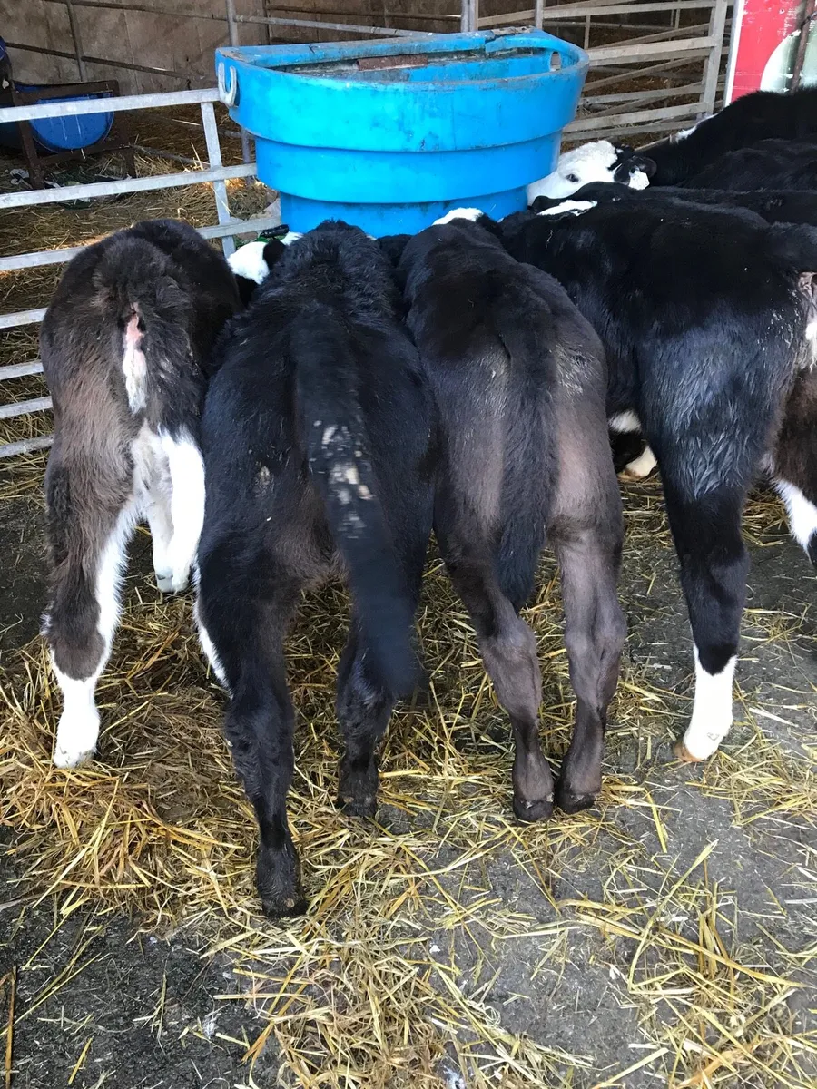🌟SUPER STRONG HEIFER CALVES🌟 - Image 4