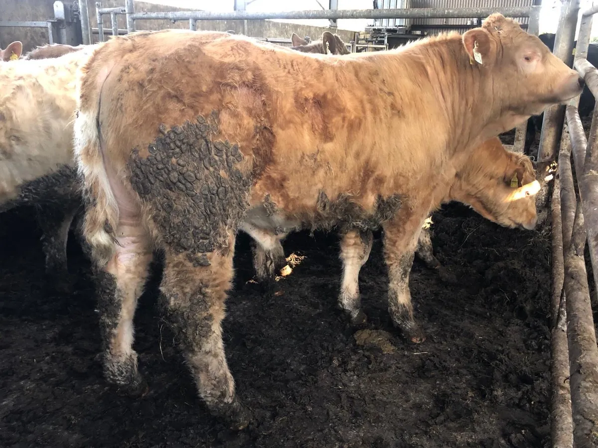 CH weanlings Ballymahon mart this Thursday - Image 1