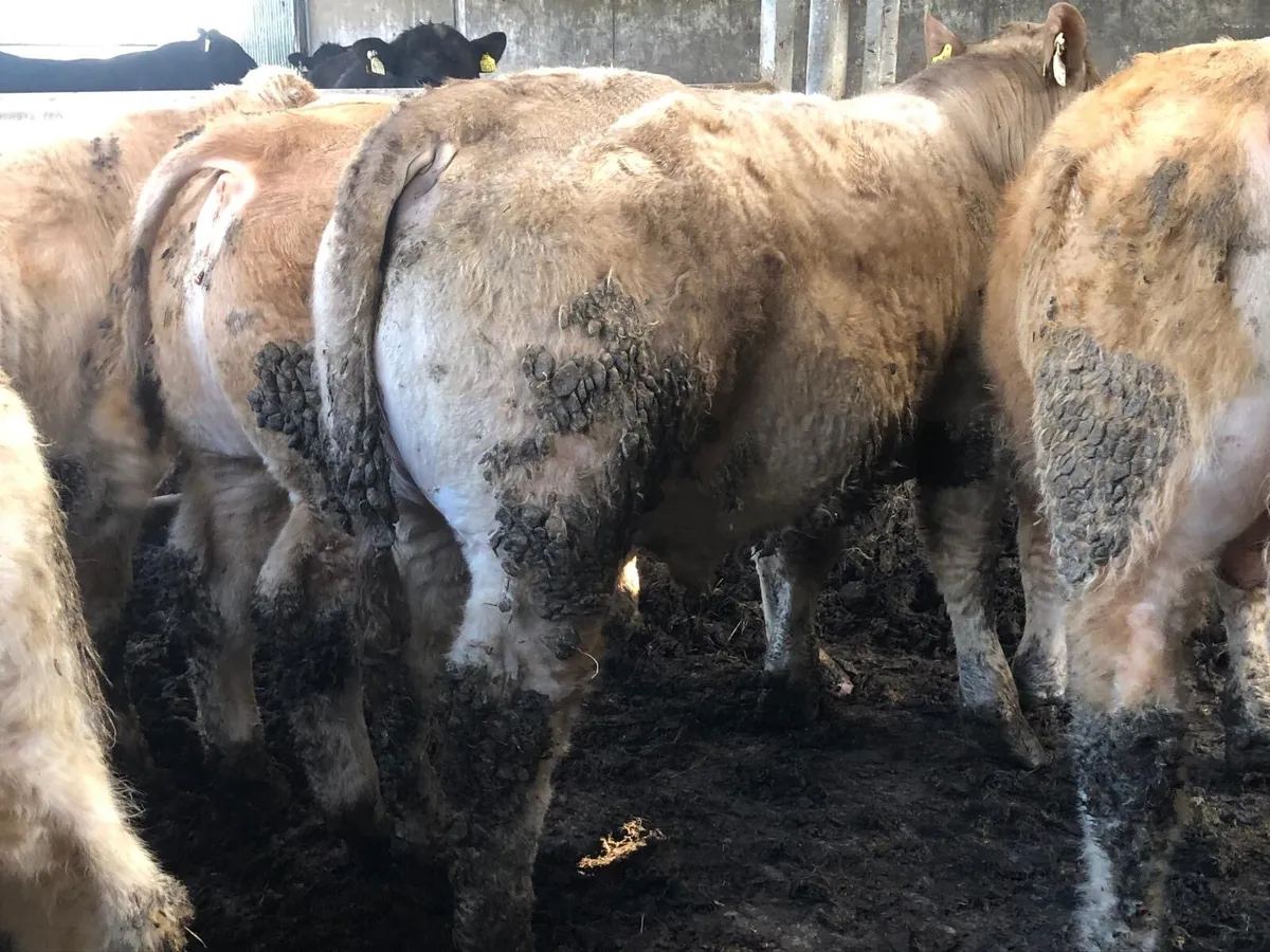 CH weanlings Ballymahon mart this Thursday - Image 3