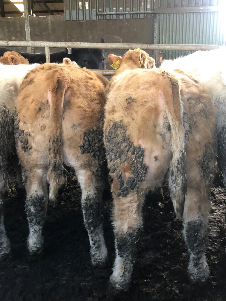 CH weanlings Ballymahon mart this Thursday - Image 4