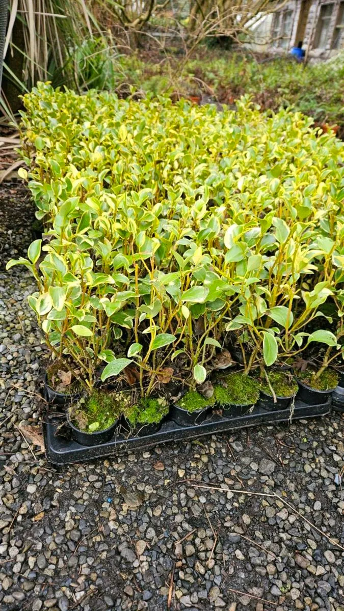 Variagated Griselina 2euros - Image 4