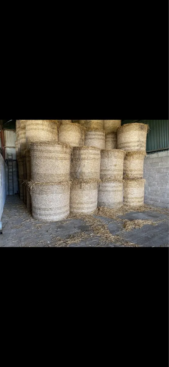 Wheaton straw for sale
