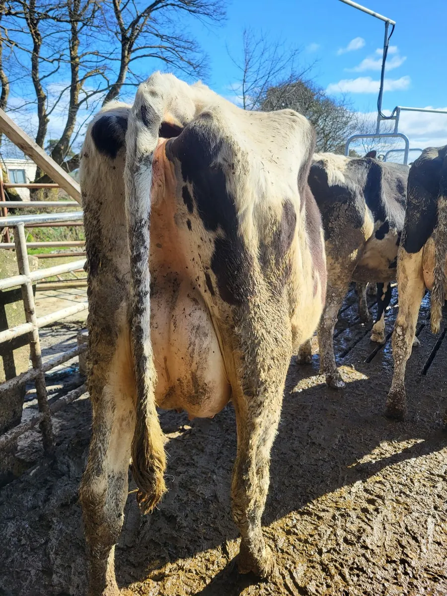First and Second Calvers - Image 1