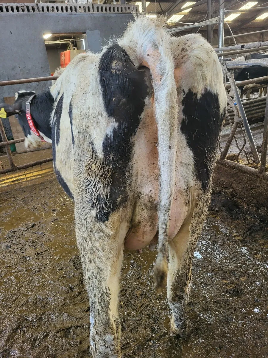 First and Second Calvers - Image 2