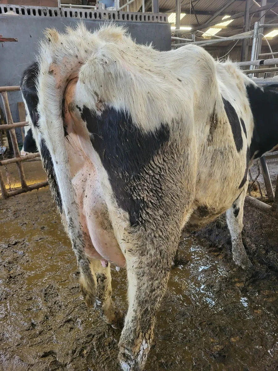 First and Second Calvers - Image 3
