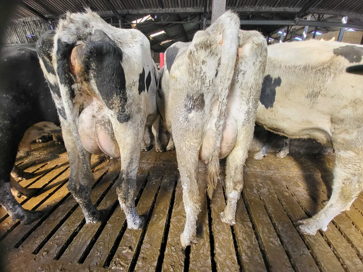 First and Second Calvers - Image 4