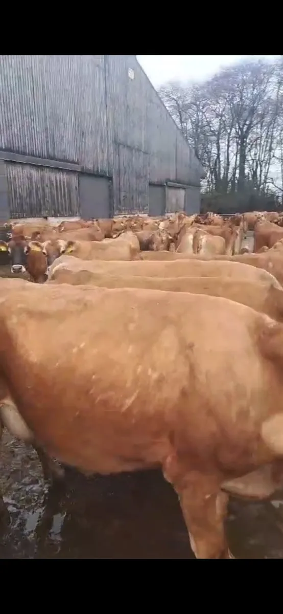 We buy all types of culls