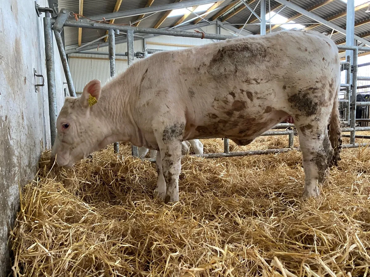 Charolais Heifer - Image 3