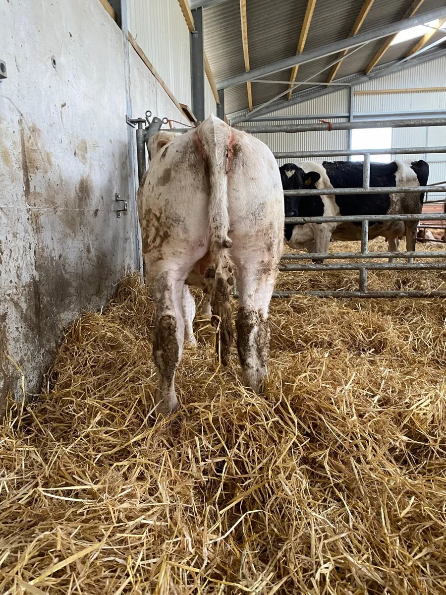 Charolais Heifer - Image 4