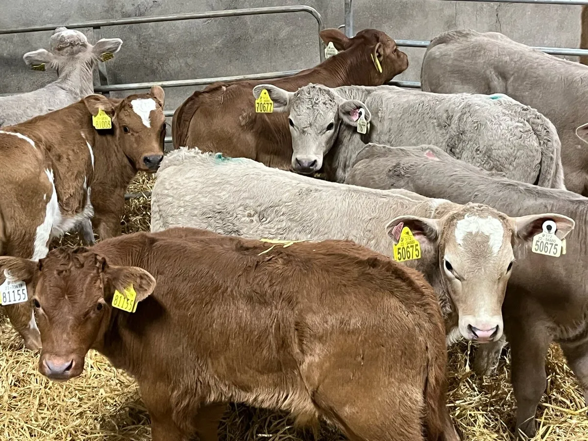 8 Super Charolais & Red LIM Bull Calves - Image 1