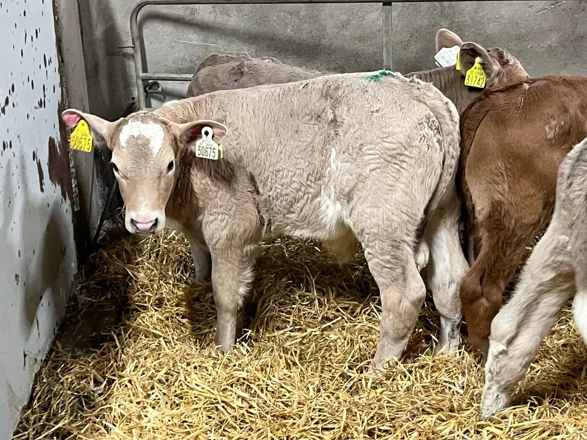 8 Super Charolais & Red LIM Bull Calves - Image 2