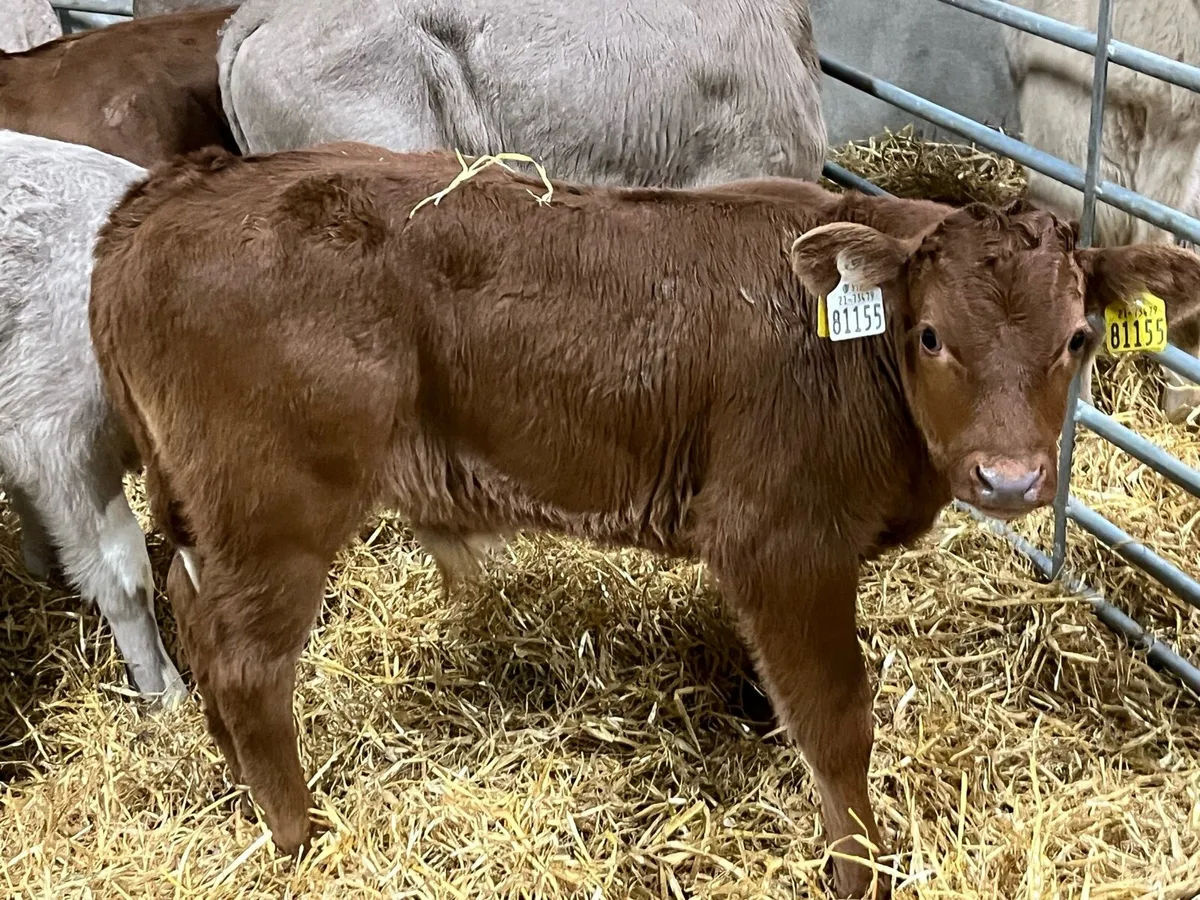 8 Super Charolais & Red LIM Bull Calves - Image 3