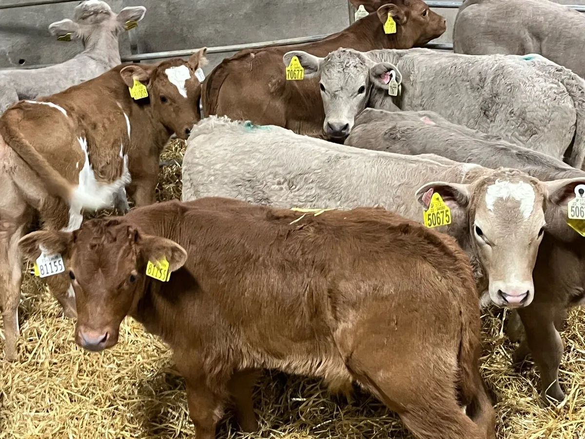 8 Super Charolais & Red LIM Bull Calves - Image 4