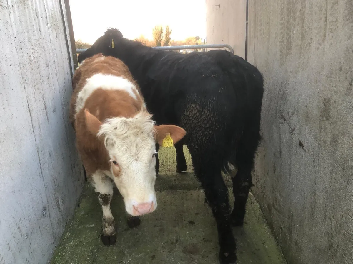 2 Breeding Heifer - Image 2