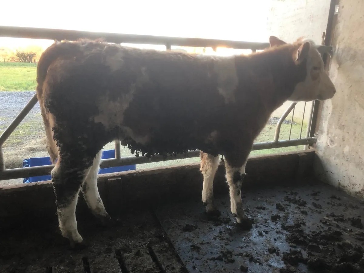 2 Breeding Heifer - Image 3
