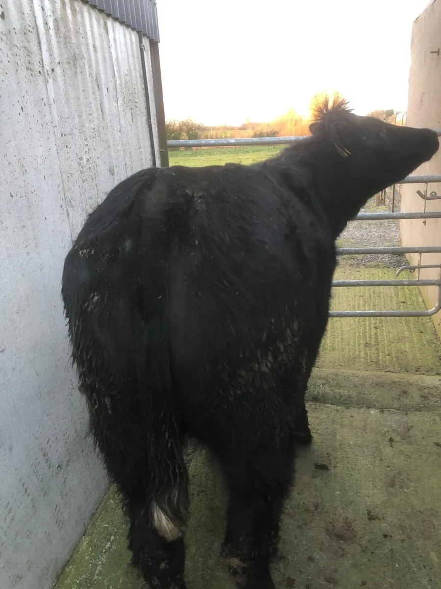 2 Breeding Heifer - Image 1