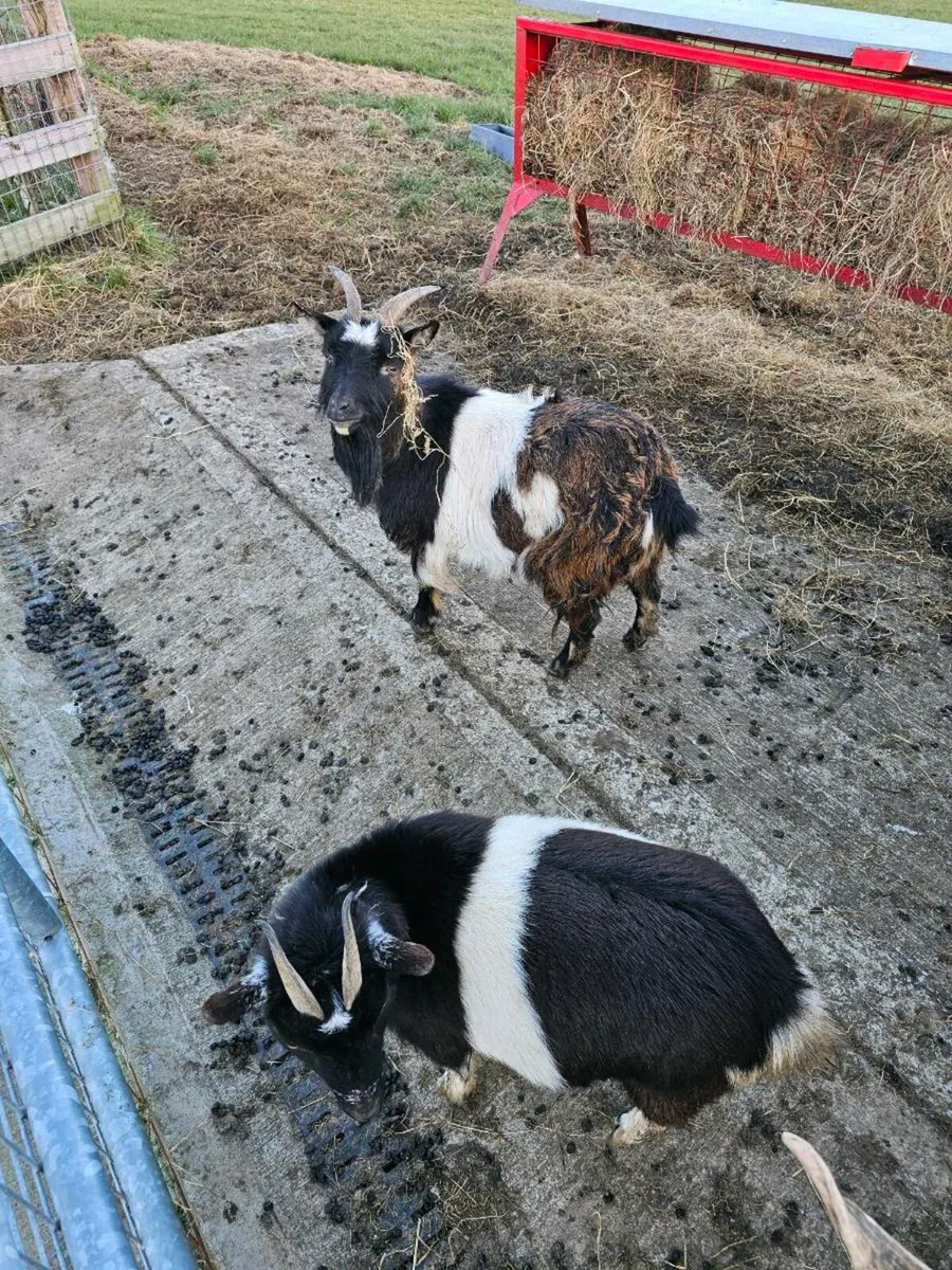 Pygmy Goats - Image 2