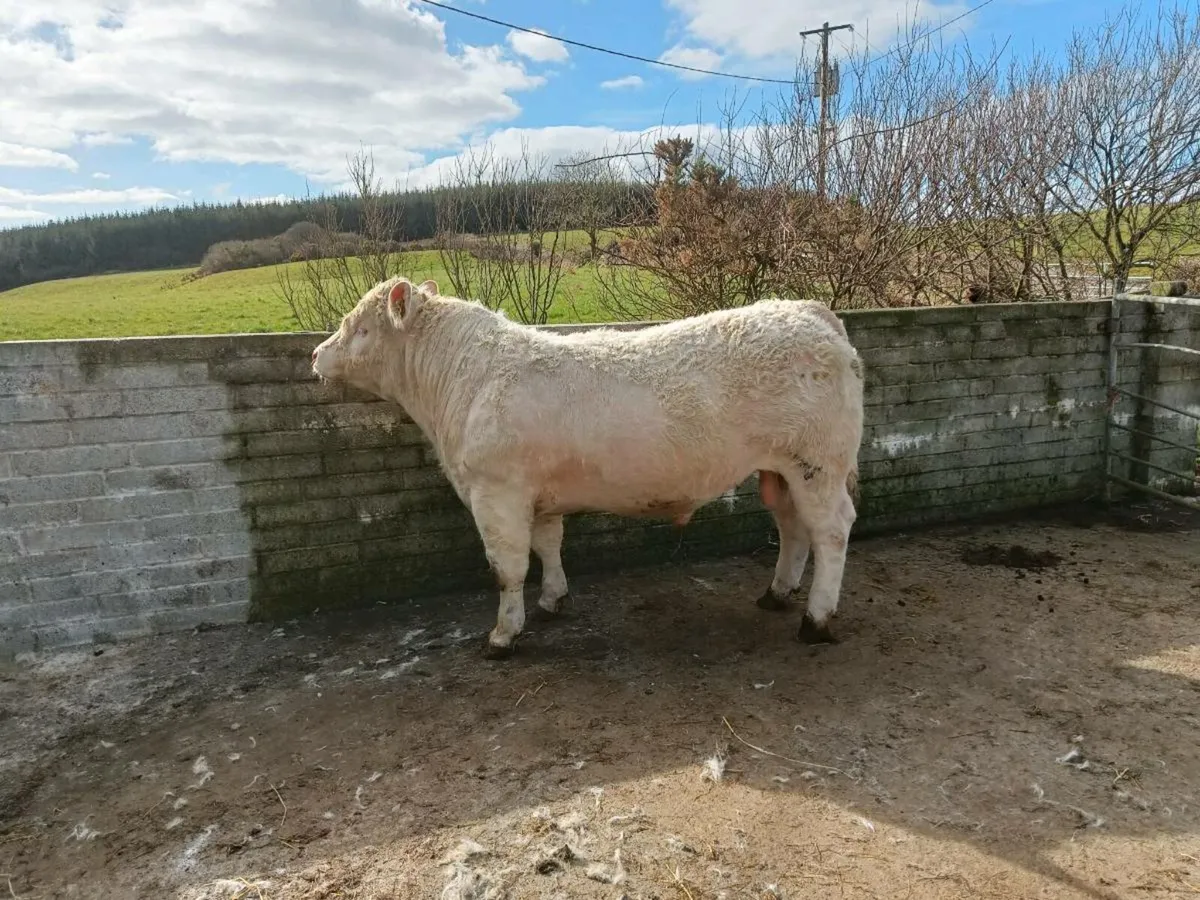 CHAROLAIS BULL - Image 3