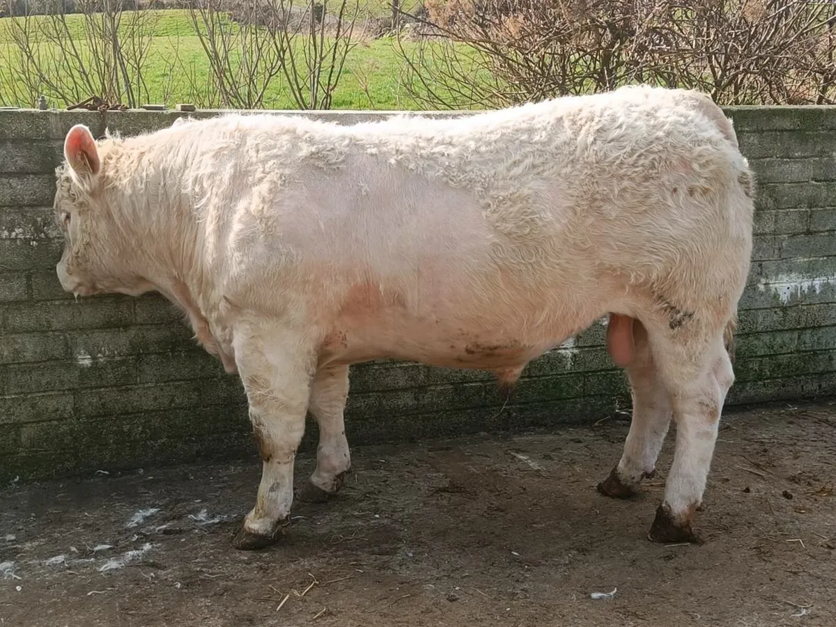 CHAROLAIS BULL - Image 4