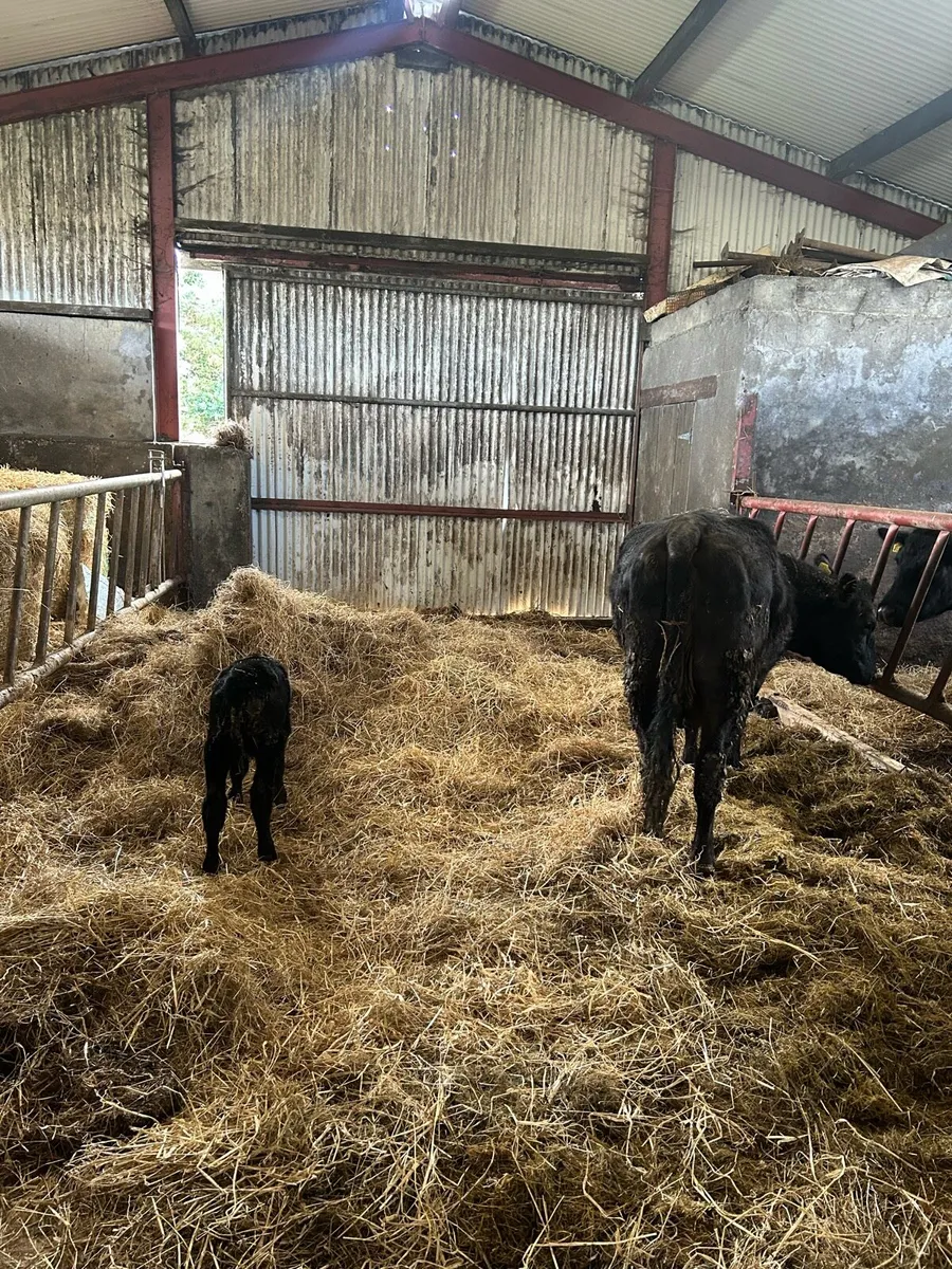AA Cow with calf at foot - Image 2