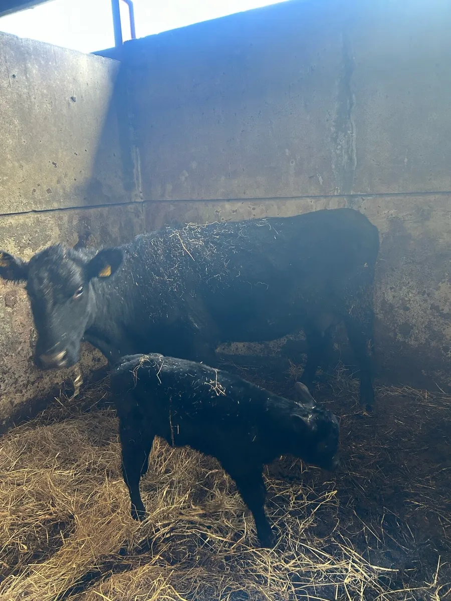 AA Cow with calf at foot - Image 3