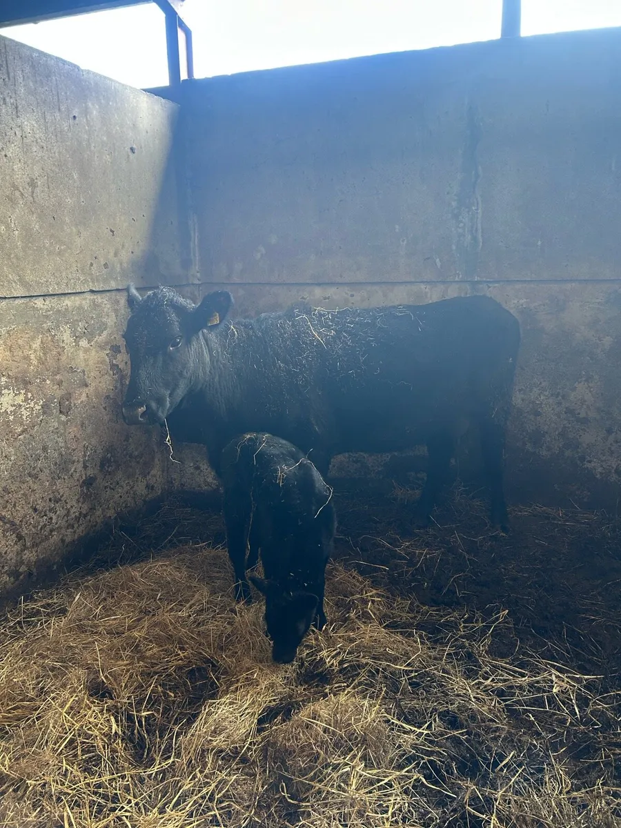 AA Cow with calf at foot - Image 1