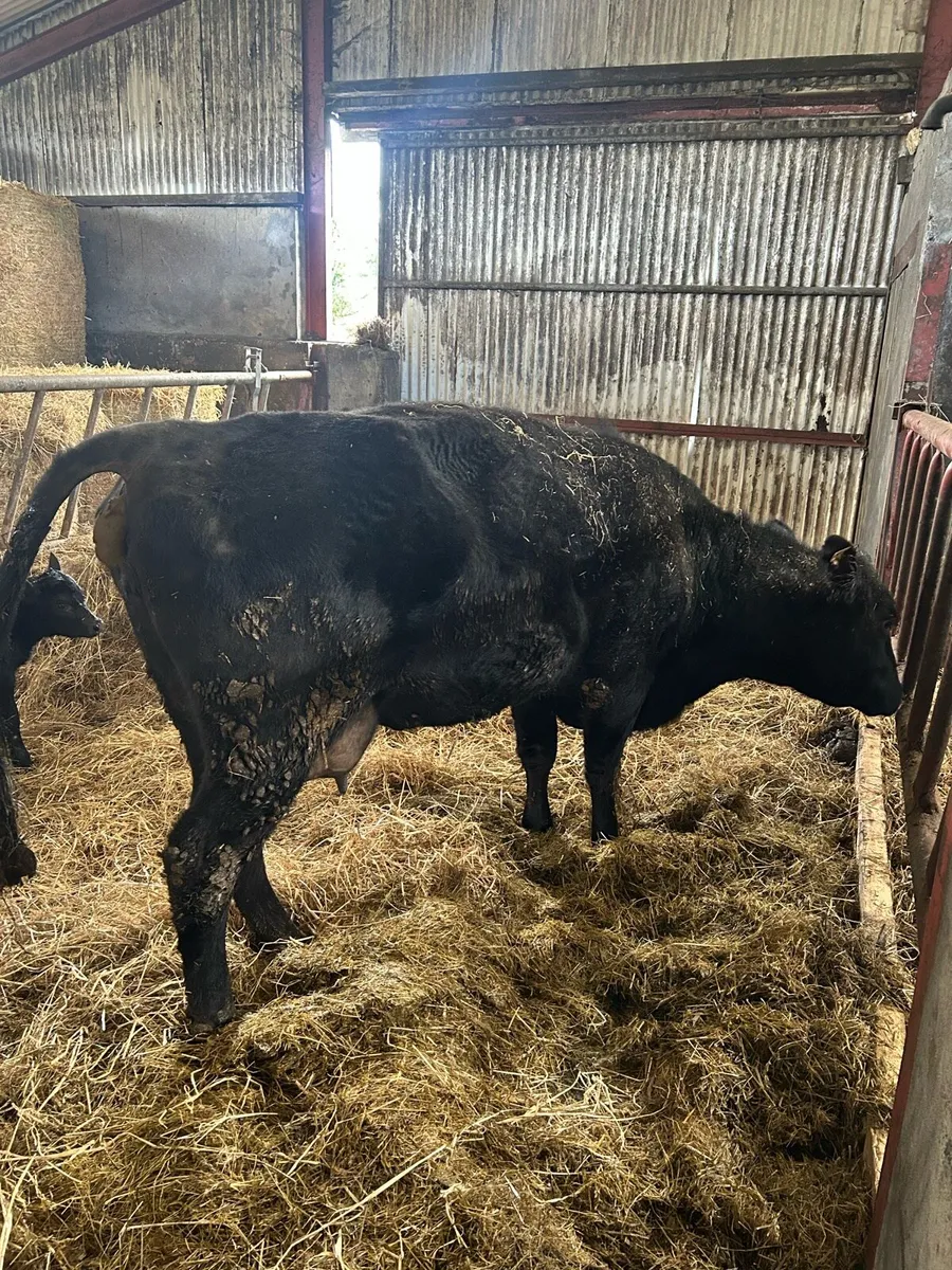 AA Cow with calf at foot - Image 4