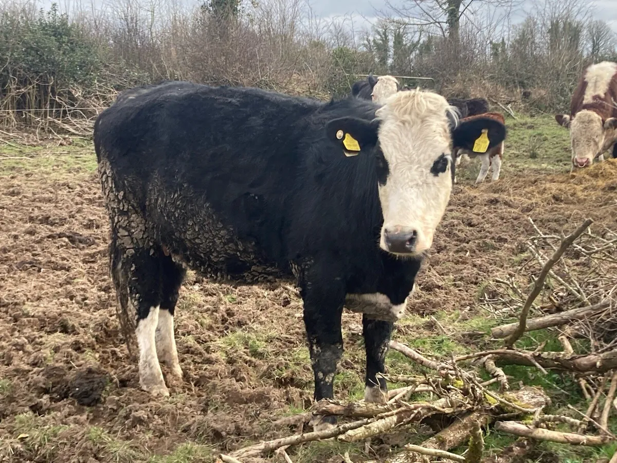 In calf cow heifer - Image 1
