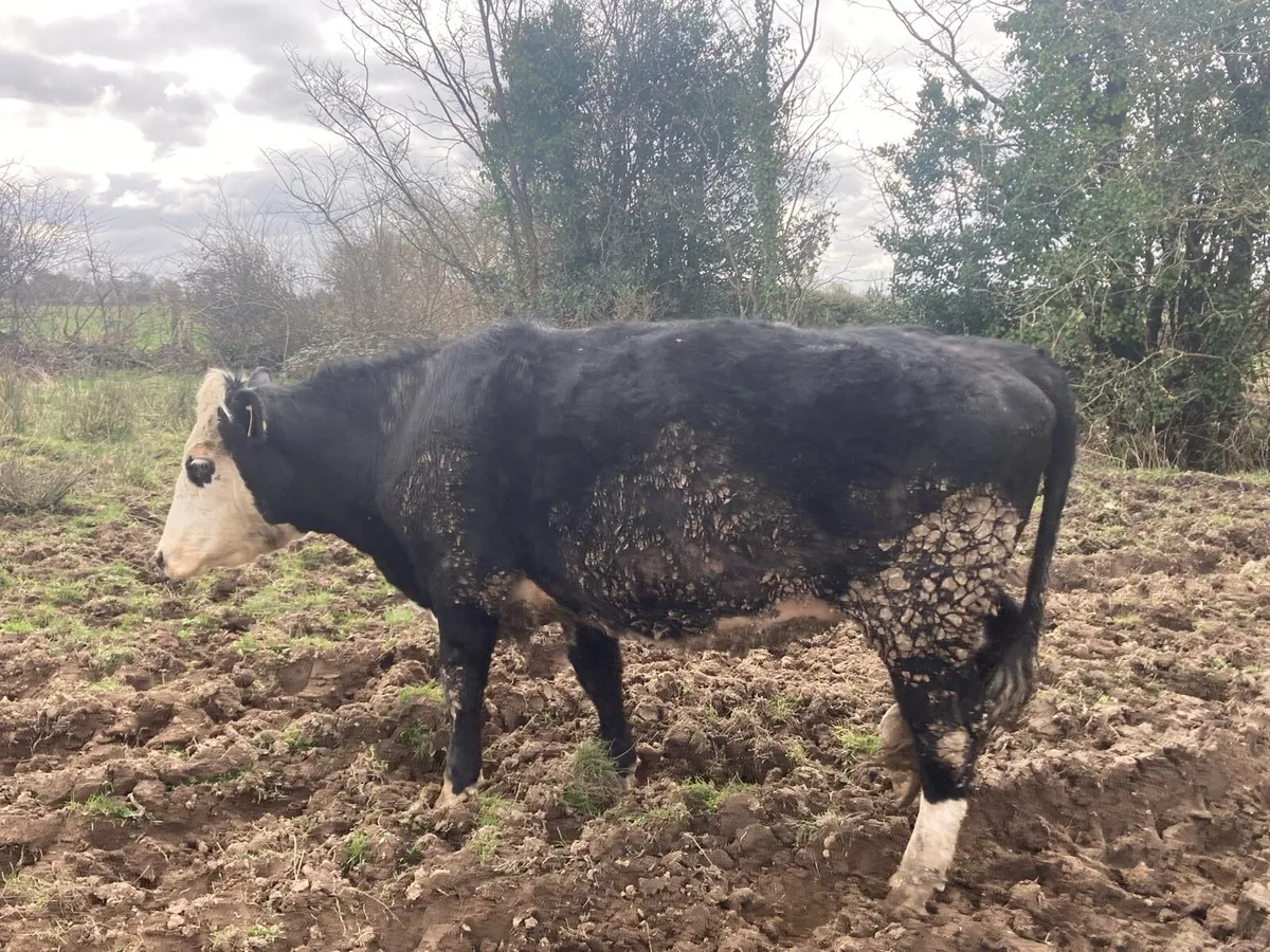 In calf cow heifer - Image 2