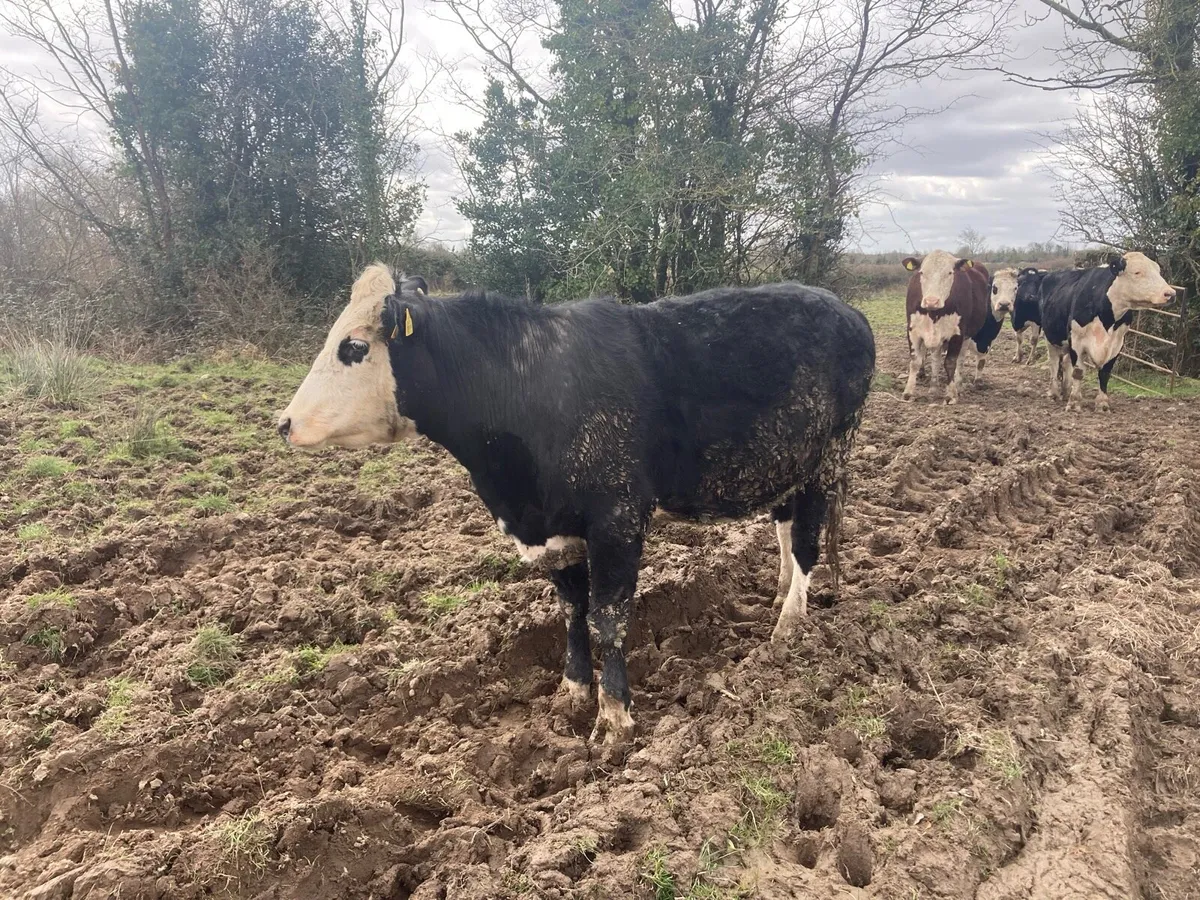 In calf cow heifer - Image 3